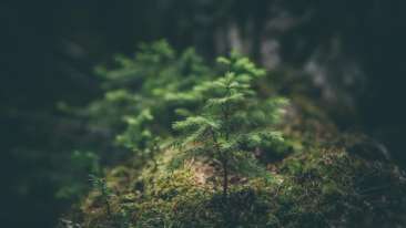 Small tree in forest